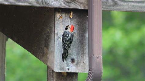 bird house pecking on house